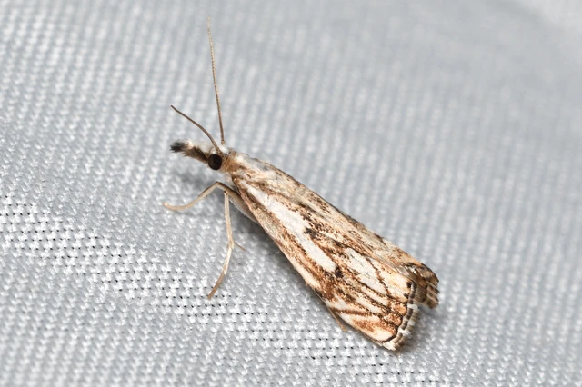 Catoptria falsella - hálós fűgyökérmoly