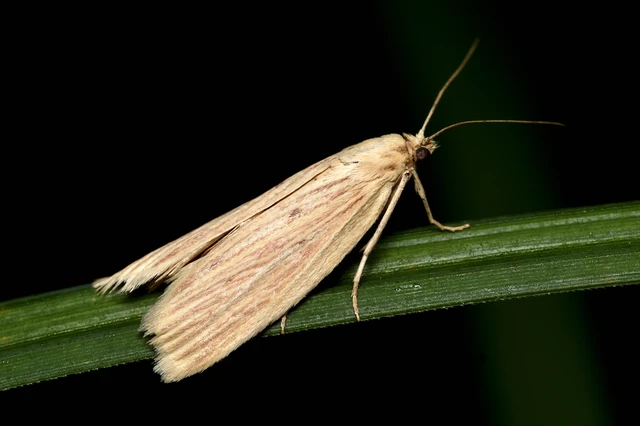 Ematheudes punctella - kúposfejű karcsúmoly