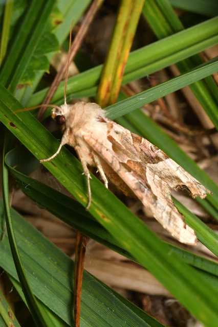 Phlogophora meticulosa - vándorló csipkésbagoly