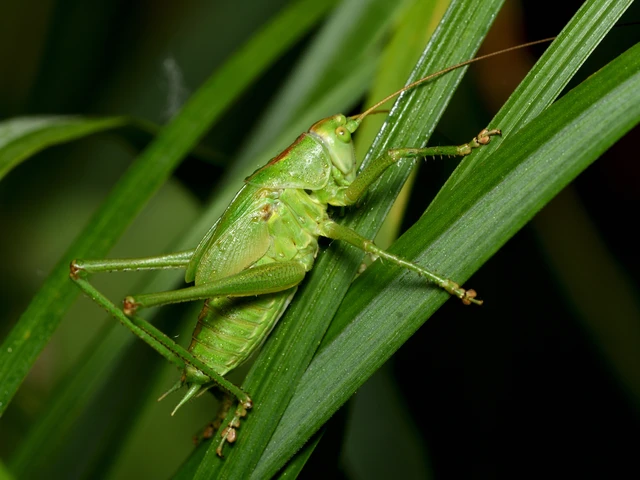 Tettigonia viridissima - zöld lombszöcske Tettigonia viridissima - zöld lombszöcske