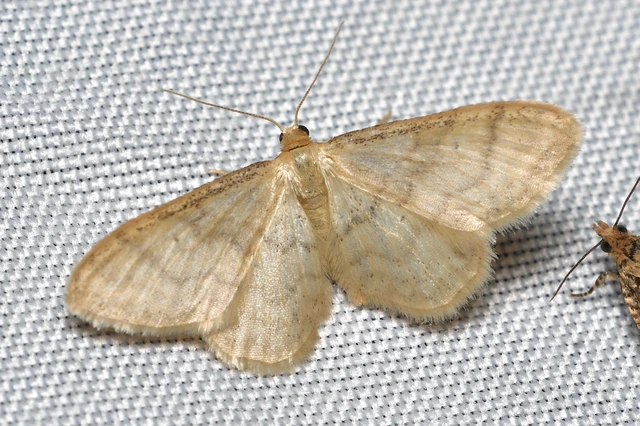 Idaea dilutaria - napvirág-apróaraszoló