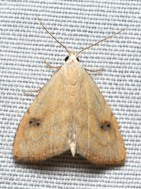 Rivula sericealis - selymes lórombagoly