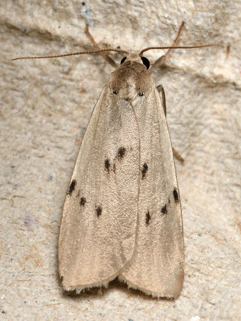 Pelosia muscerda - hamvas zuzmószövő