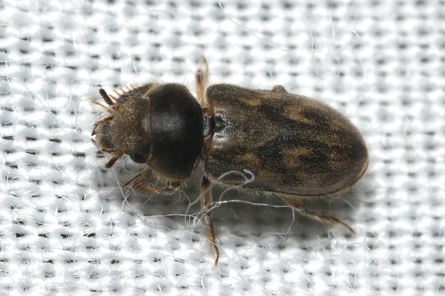 Heterocerus