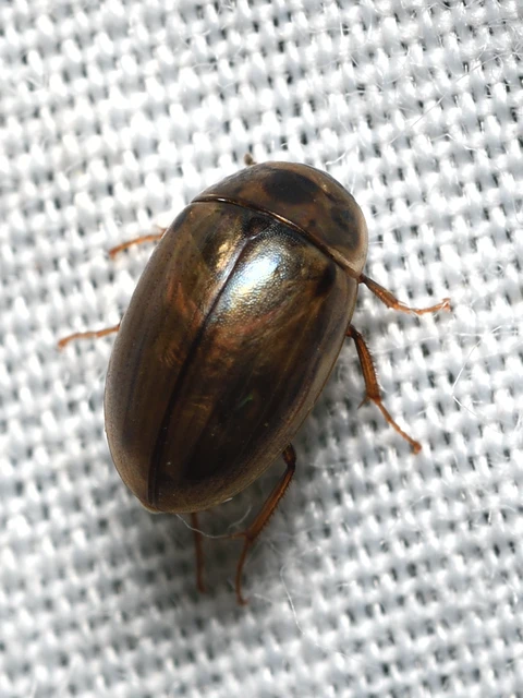 Hydrophilidae - csiborfélék