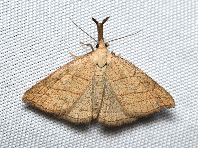 Polypogon tentacularia - sötétaljú karcsúbagoly