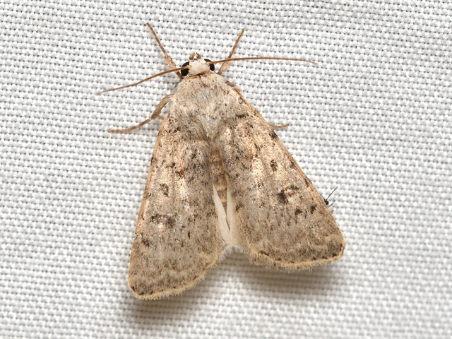 Paradrina clavipalpis - közönséges selymesbagoly