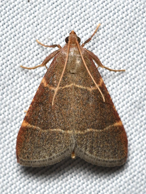Hypsopygia glaucinalis - rezes fényilonca