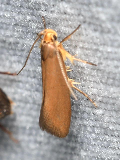 Crassa unitella - aranybarna díszmoly