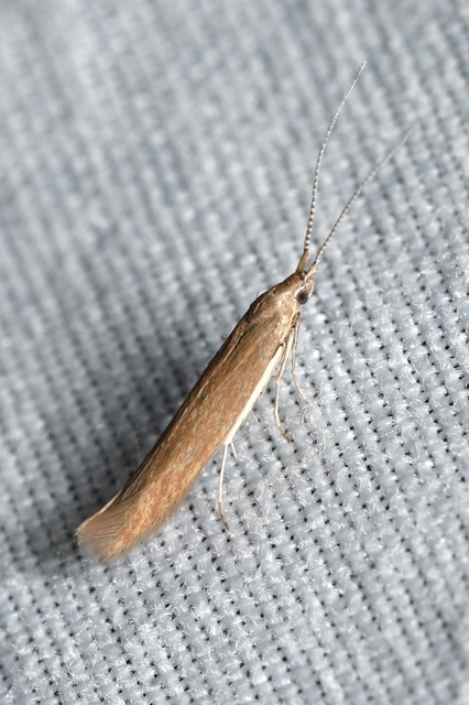 Coleophora