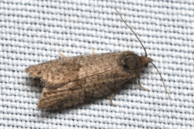 Tortricidae - sodrómolyfélék