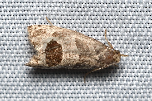 Notocelia uddmanniana - málnasodró tükrösmoly