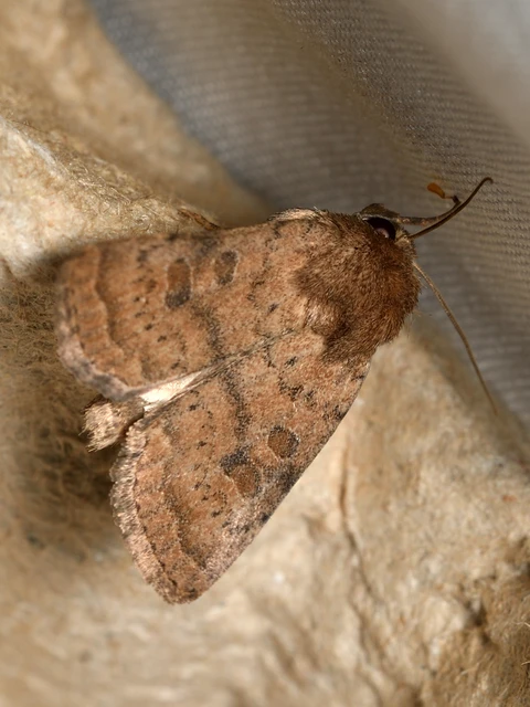 Hoplodrina octogenaria - barna selymesbagoly