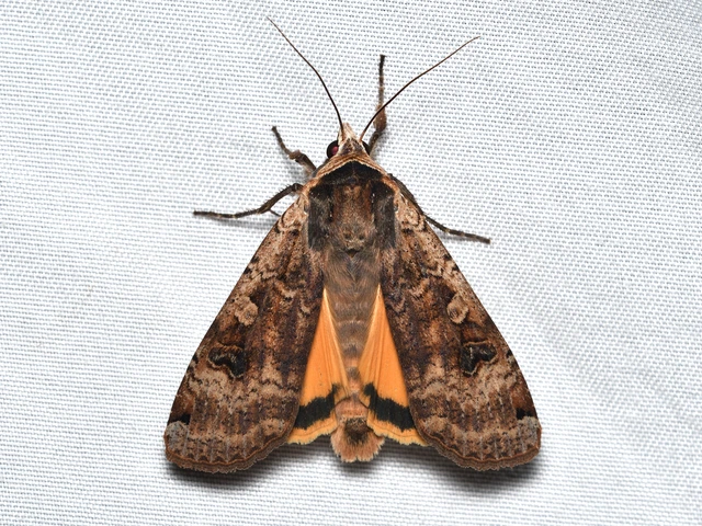 Noctua pronuba - nagy sárgafűbagoly