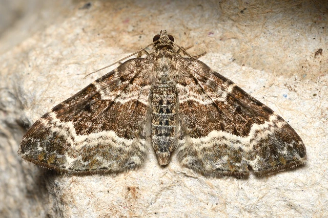 Epirrhoe alternata - galaj-tarkaaraszoló
