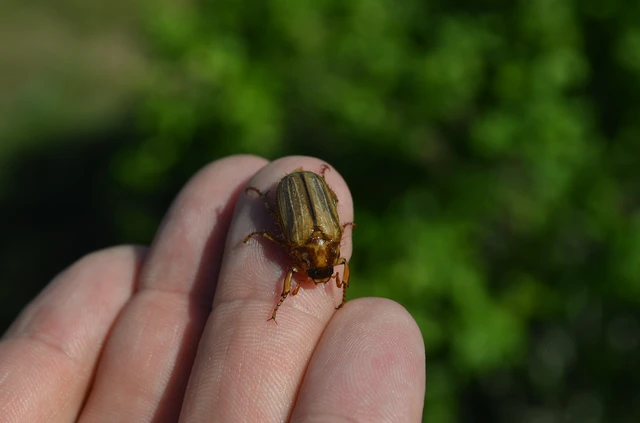 Amphimallon solstitiale - bordás sárgacserebogár