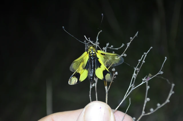 Libelloides macaronius - keleti rablópille
