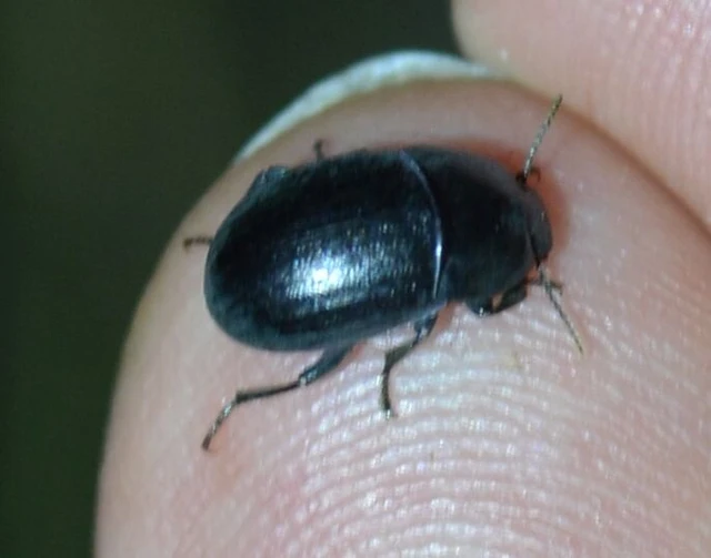 Pedinus