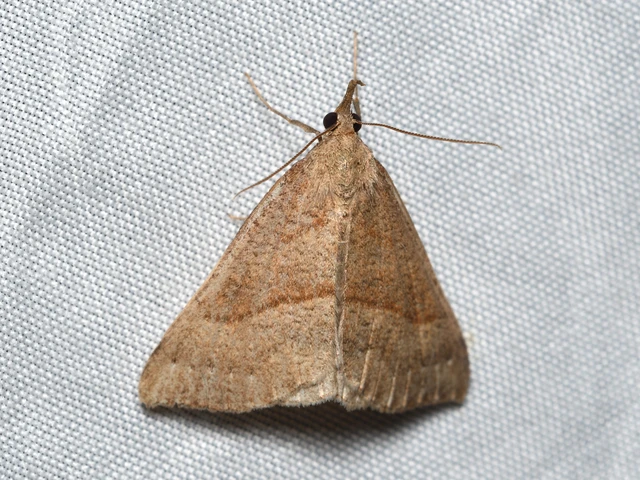 Hypena proboscidalis - ormányos karcsúbagoly