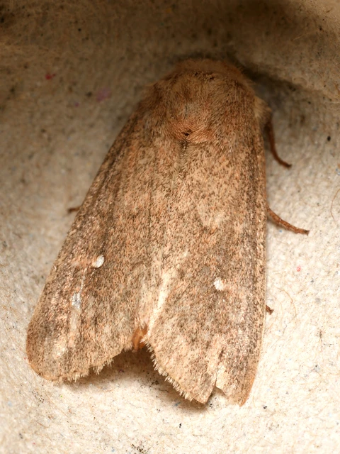 Mythimna albipuncta - fehérpettyes rétibagoly