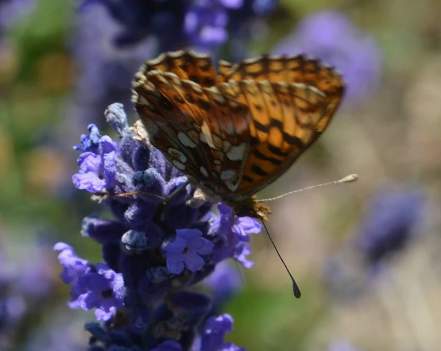 Boloria dia - kis gyöngyházlepke