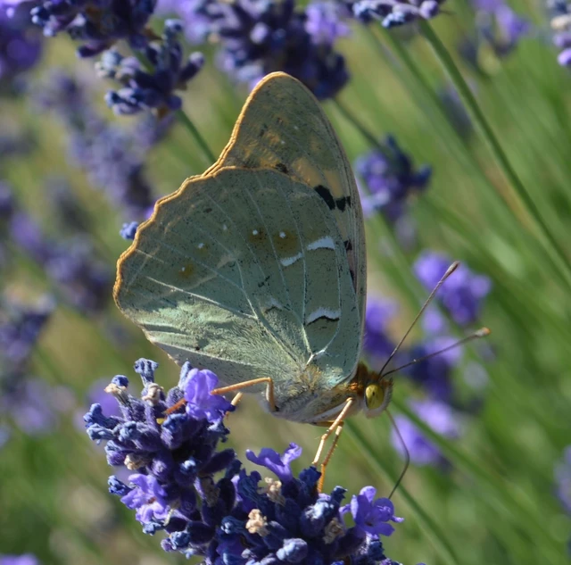 Argynnis pandora - zöldes gyöngyházlepke