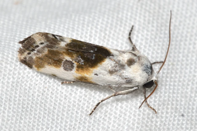 Ponometia candefacta - parlagfűbagoly