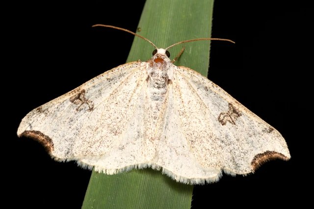 Eilicrinia cordiaria - fehér fűzfaaraszoló