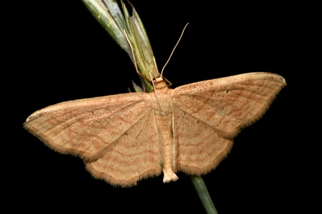 Idaea rufaria - vörhenyes sávosaraszoló