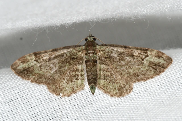 Pasiphila rectangulata - almavirág-araszoló