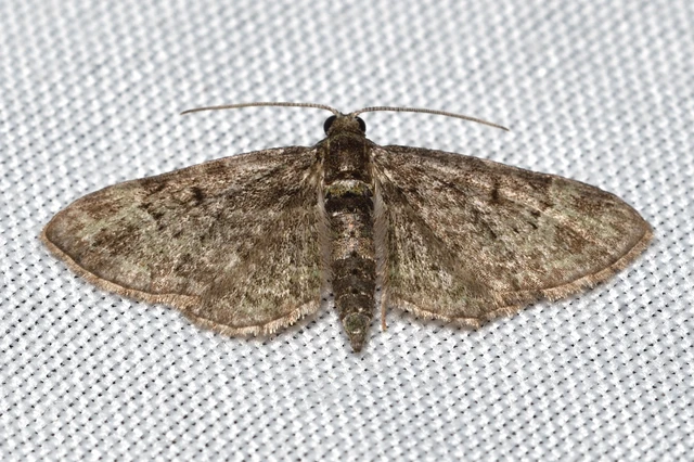 Pasiphila rectangulata - almavirág-araszoló