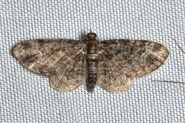 Pasiphila rectangulata - almavirág-araszoló