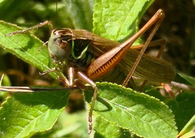 Roeseliana roeselii - Rösel-rétiszöcske