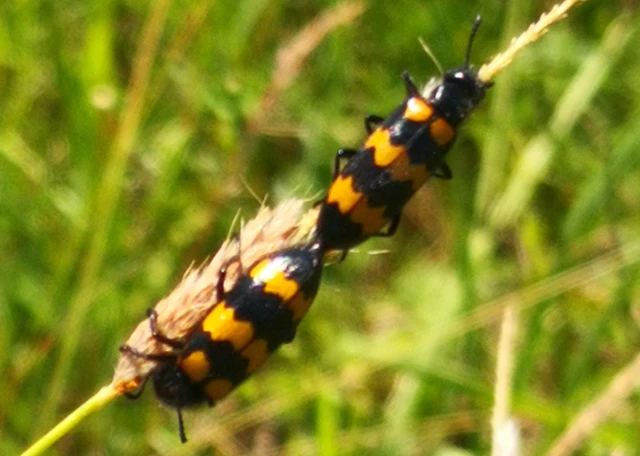 Mylabris variabilis - szalagos hólyaghúzó