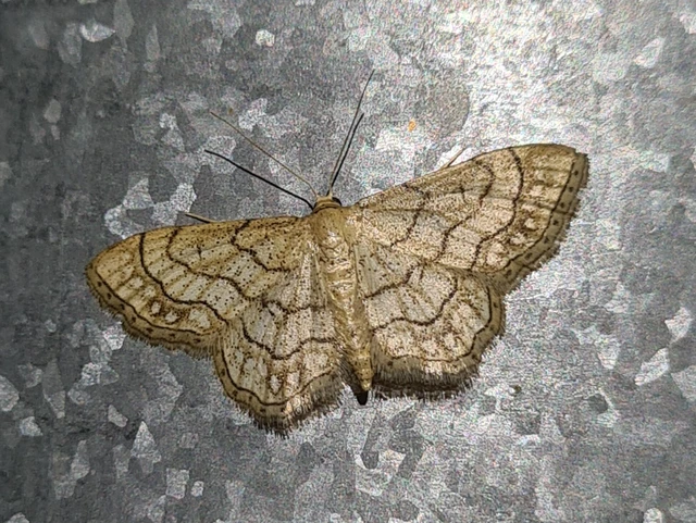 Idaea moniliata - gyöngyös apróaraszoló