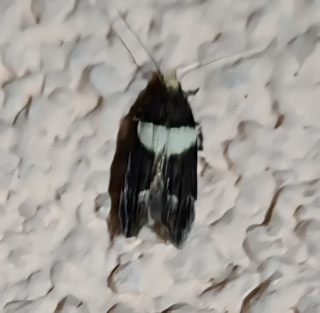 Recurvaria leucatella - nagy vörös-rügysodrómoly