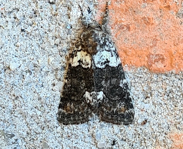 Bryophila ereptricula - fekete zuzmóbagoly
