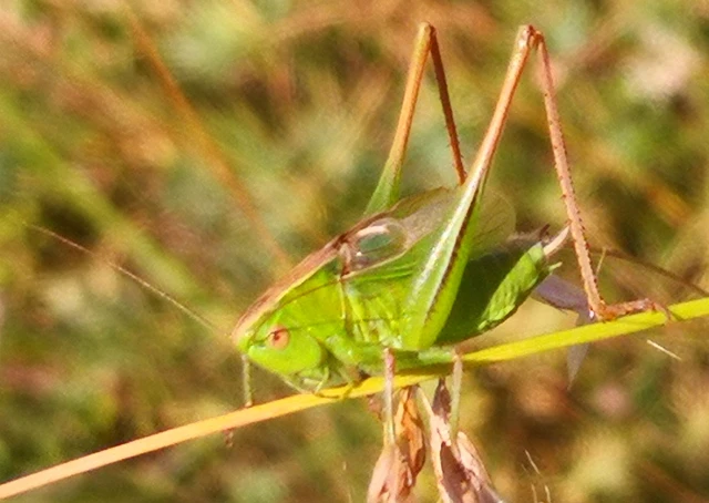Bicolorana bicolor - halványzöld rétiszöcske
