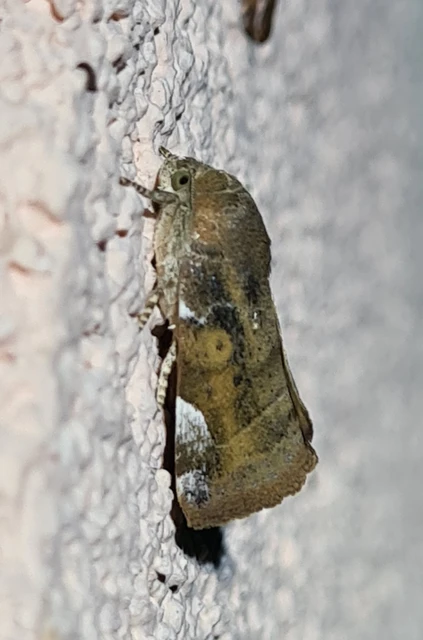 Cosmia affinis - barna lombbagoly