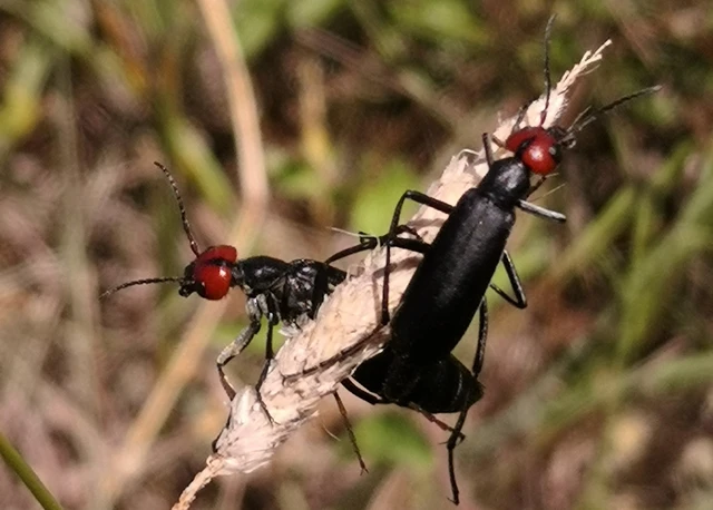 Epicauta rufidorsum - hollóbogár