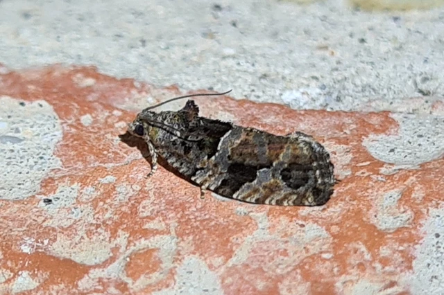 Eudemis porphyrana - porfírmoly