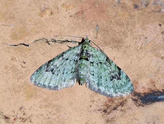 Chloroclystis v-ata - zöldes törpearaszoló