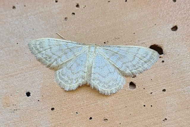 Idaea dilutaria - napvirág-apróaraszoló