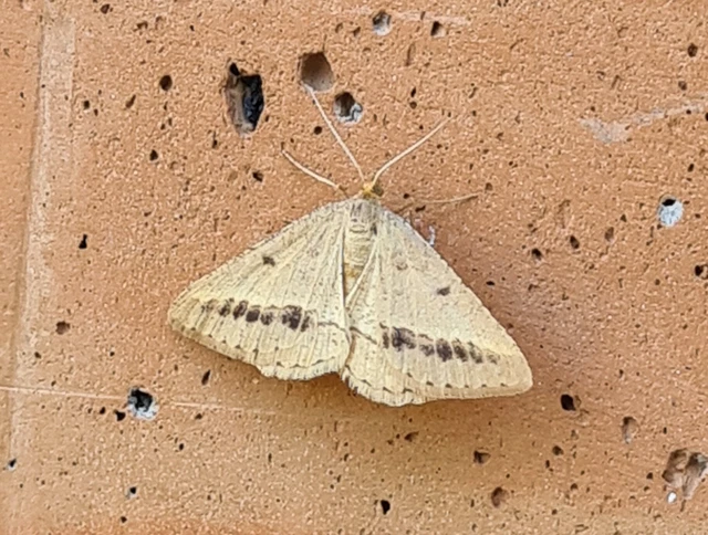 Tephrina arenacearia - lucerna-araszoló