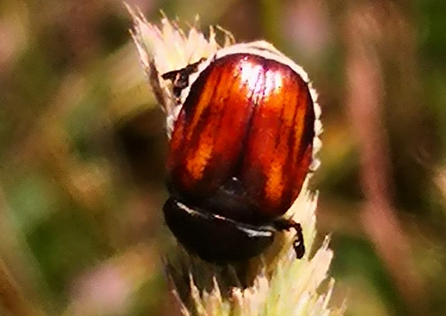 Anisoplia tempestiva - gabonaszipoly