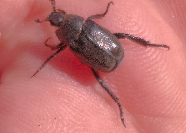 Hoplia philanthus
