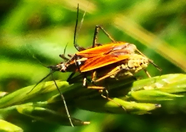 Leptopterna
