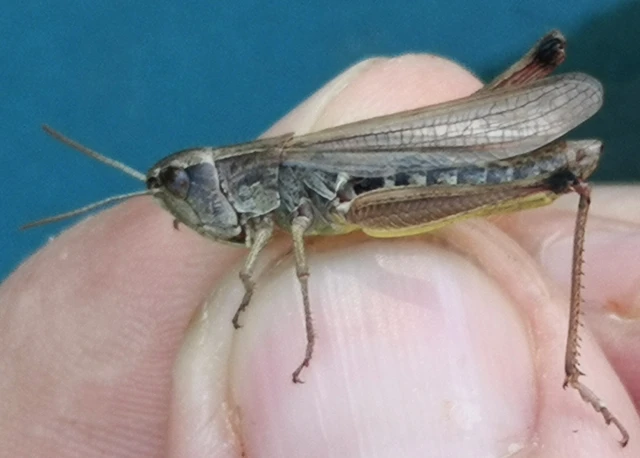 Chorthippus