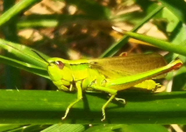 Euthystira brachyptera - smaragdzöld sáska
