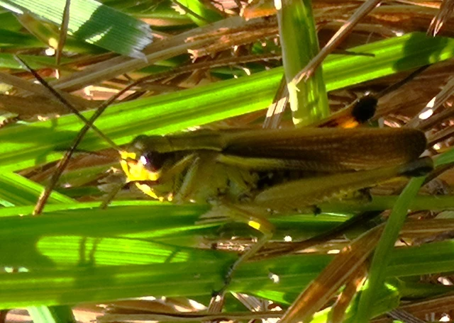 Stethophyma grossum - tundrasáska